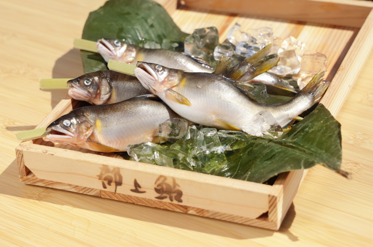 <生>天然友釣り鮎の串さし4本セット(天然友釣り鮎串さし4匹)